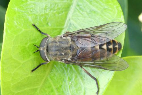 Tabanus spodopterus